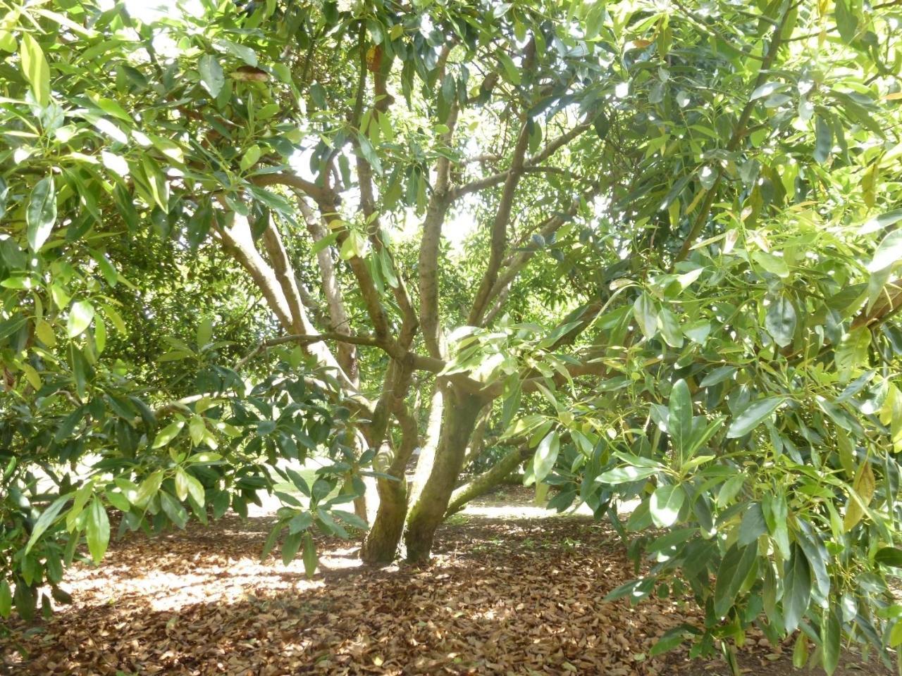 Paradise Grove Whangamata Esterno foto